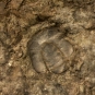 Colour image of fossilized animal with hard shell stripes
