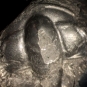 Colour image of black rock with three fossilized bumps