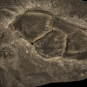 Colour image of black rock with three fossilized bumps