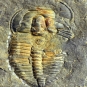 Colour image of fossilized animal with hard shell stripes