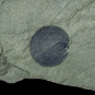 Colour image of gray rock with large black dot