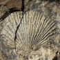 Colour image of brown with vertical, fan shaped lines