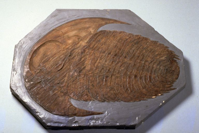 Colour image of brown fossilized animal