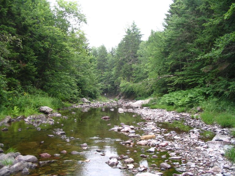 Colour photograph of brook, trees and rocks