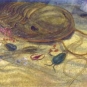 Image couleur de plantes, de coquillages et d’animaux marins