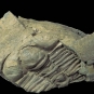 Image couleur d'animal fossilisé avec stries de coquille