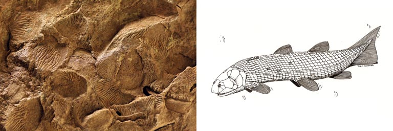 Double colour image of brown rock with fossilized fish scales and drawing of fish