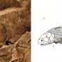 Double colour image of brown rock with fossilized fish scales and drawing of fish