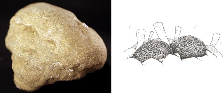 Double colour image of brown fossilized coral and drawing of coral
