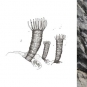 Triple colour image of brown fossilized coral, drawing of coral, and gray fossilized coral with dollar coin for scale