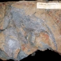 Colour image of brown rock with gray fossil and coin for scale