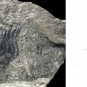 Double image couleur : roche gris foncé avec feuille fossile gris plus foncé et dessin de plante