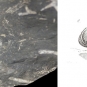 Double image couleur : roche brune avec queue fossilisée jaune et dessin de l’animal