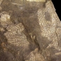 Image couleur de roche brune avec lignes blanches entrecroisées