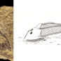 Double image couleur : roche brune avec tête de poisson fossilisée et dessin de poisson