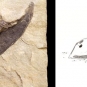 Double image couleur : roche brune avec yeux de poisson fossilisés et dessin de poisson