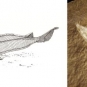 Triple image couleur : roches brunes avec têtes de poissons fossilisées et, au centre, dessin de poisson