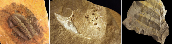 Colour triple image of trilobite, fish and plant fossil