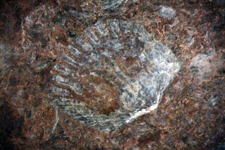  Colour image of brown rock with shell-like fossil