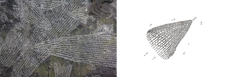 Double image couleur : roche noire avec enchevêtrement de lignes grises et dessin d'animal 