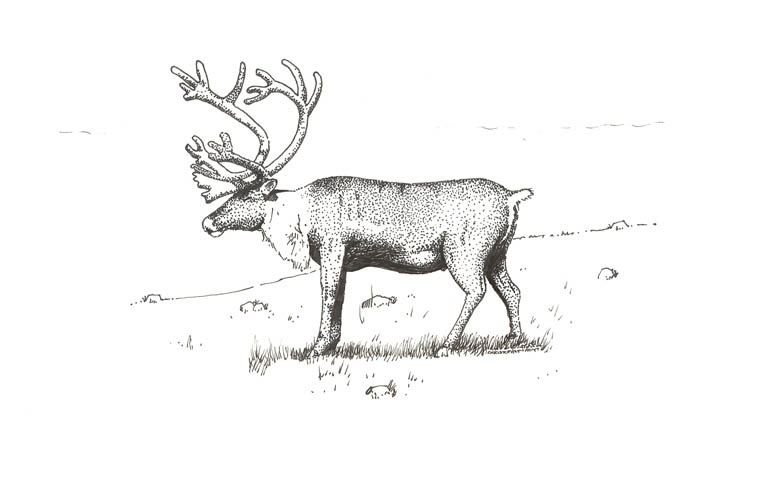 Croquis noir et blanc d’un animal à quatre pattes qui porte des bois