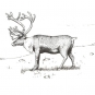 Croquis noir et blanc d’un animal à quatre pattes qui porte des bois