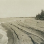 Photographie noir et blanc d’une plage et d’arbres au bord de l’océan