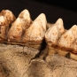 Photographie couleur d’un maxillaire brun portant deux dents blanches
