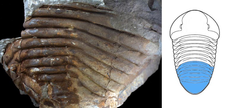 Double colour image of brown rock with deep grooves on left and drawing of animal with horizontal stripes.