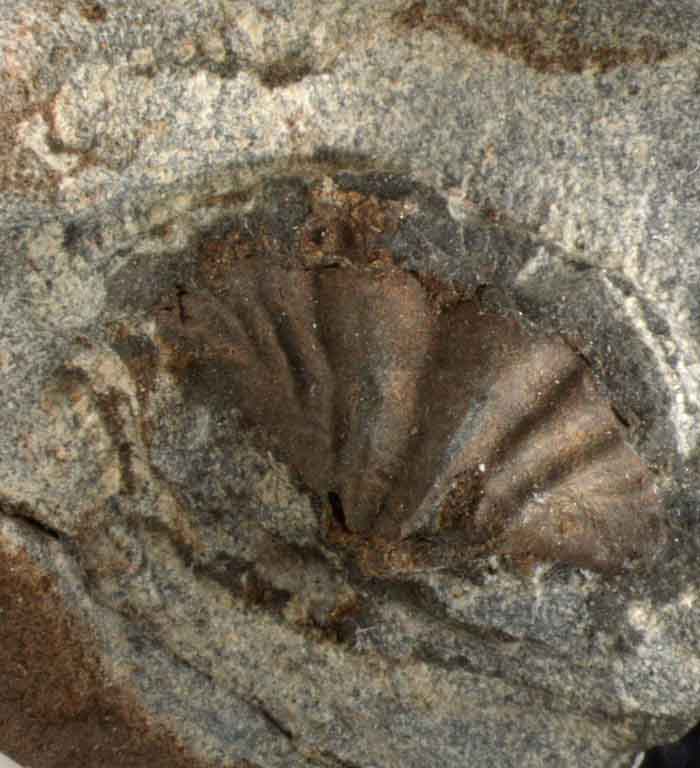 Colour image of rock with brown and gray fossilized shell