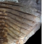 Double colour image of brown rock with deep grooves on left and drawing of animal with horizontal stripes.