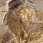 Colour image of rock with brown and yellow fossilized shell
