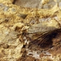 Colour image of rock with brown, yellow and white fossilized shell