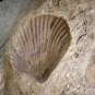 Colour image of rock with brown, gray and white fossilized shell
