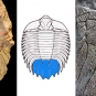 Triple image couleur : roche brune avec rainures, dessin d'animal avec rayures horizontales au centre et gros plan de roche brune striée