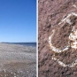 Double colour image of red rock beach and white insect fossil in red rock