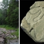 Double colour image of forest stream and gray rock with curved trace fossils