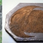 Triple image couleur : roches noires formant un angle; fossile de plante gris; fossile d’insecte brun